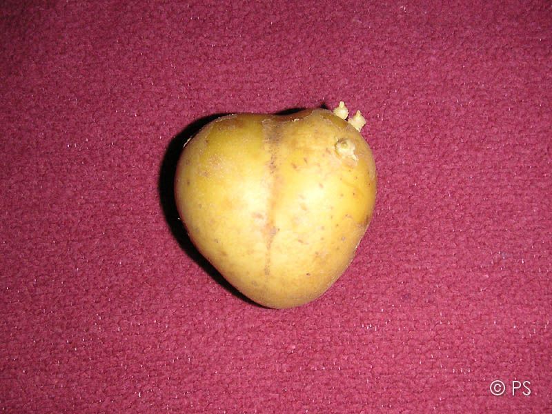 Herzkartoffel